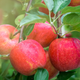 Illustration for article titled How to use up that dang apple-picking haul
